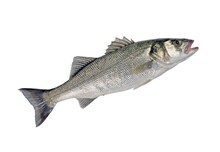 Vis en Seafood Zeebaars