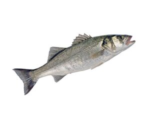 Vis en Seafood Zeebaars