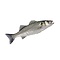 Vis en Seafood Zeebaars