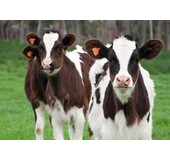 Beef & Steak Info ecoferm kalfsvlees