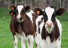 Beef & Steak Info ecoferm kalfsvlees