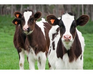 Beef & Steak Ecoferm Kalbfleisch