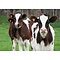 Beef & Steak Ecoferm Kalbfleisch