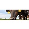 Beef & Steak Horison Farm