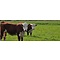 Beef & Steak Info Weiderij Horison