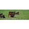 Beef & Steak Horison Farm