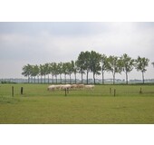 Bommelse Blonde d'Aquitaine Vleespakket 5 kg