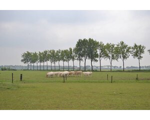 Bommelse Blonde d'Aquitaine Pakket von 5 kg