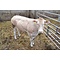 Bommelse Blonde d'Aquitaine Vleespakket 5 kg