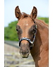 Bucas Foal Halter Dublin