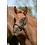 Bucas Foal Halter Dublin