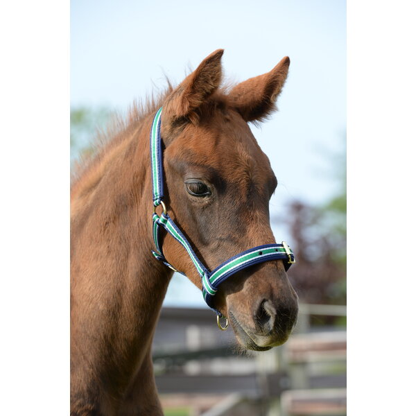 Bucas Foal Halter Dublin