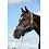Bucas Halter Dublin