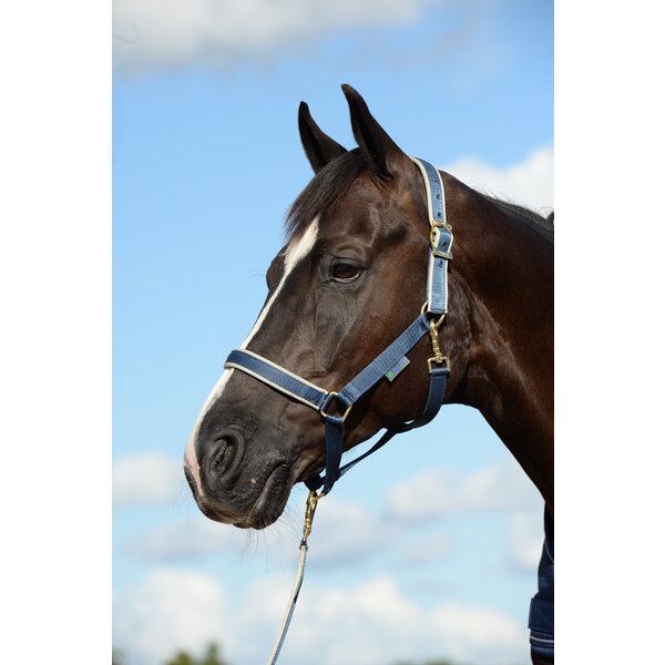 Bucas Halter Dublin