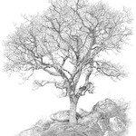 Sarah Woolfenden