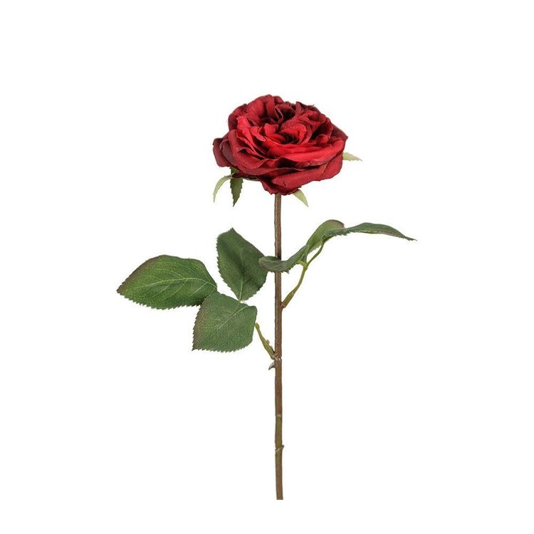 Grand Illusions Rose