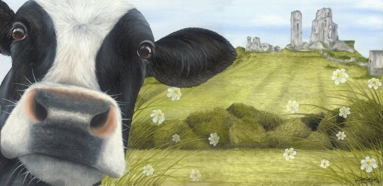 Lucy's Farm Moo Selfie at Corfe Castle Large Rolled Print