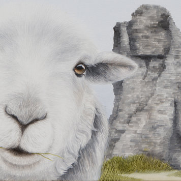 Lucy's Farm 'Sheep Selfie at Corfe Castle' Card