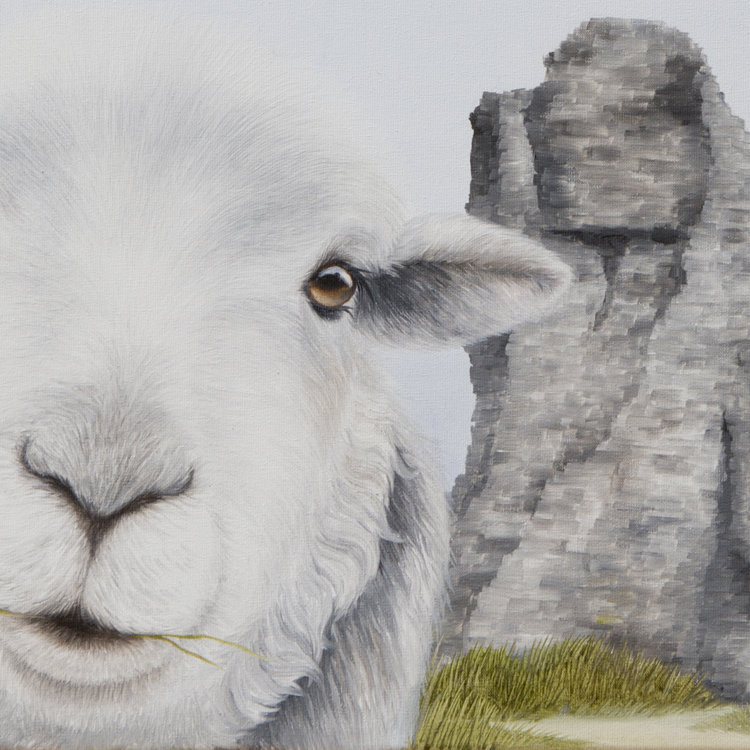 Lucy's Farm 'Sheep Selfie at Corfe Castle' Framed Print