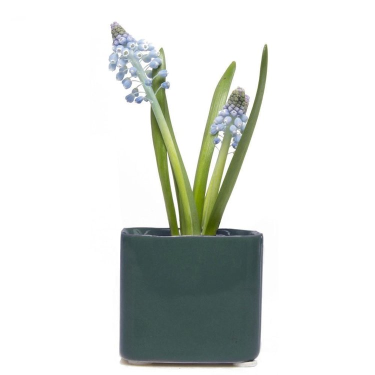 Chive Small Square  Pot