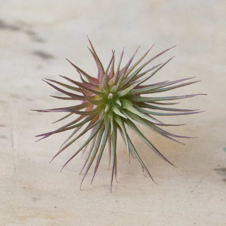 Chive Faux Air Plant
