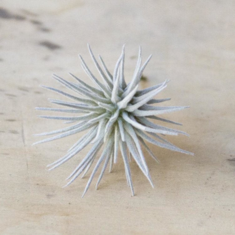 Chive Faux Air Plant
