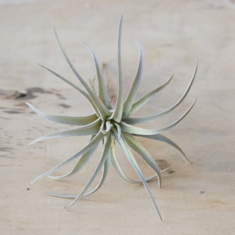 Chive Faux Air Plant