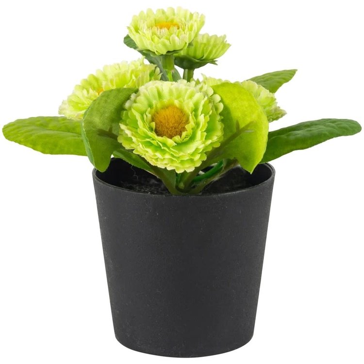 Grand Illusions Faux 'Bellis Perennis' Daisy in Pot