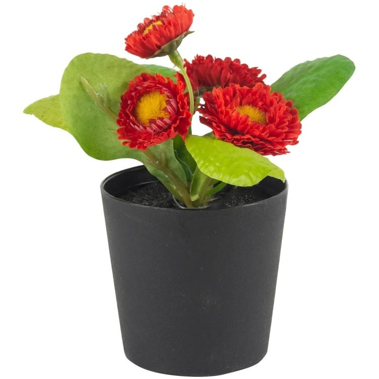 Grand Illusions Faux 'Bellis Perennis' Daisy in Pot