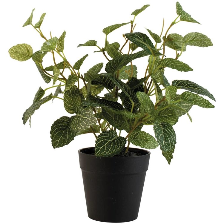 Grand Illusions Faux Fittonia Potted Plant