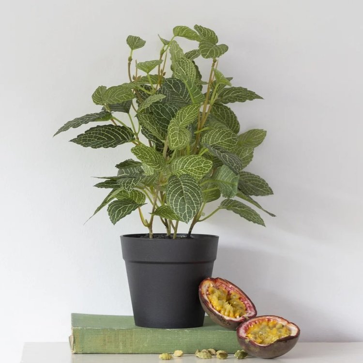 Grand Illusions Faux Fittonia Potted Plant