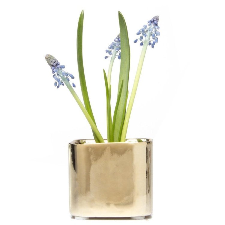Chive Small Square  Pot