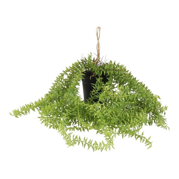 Grand Illusions Faux Potted Green Senecio