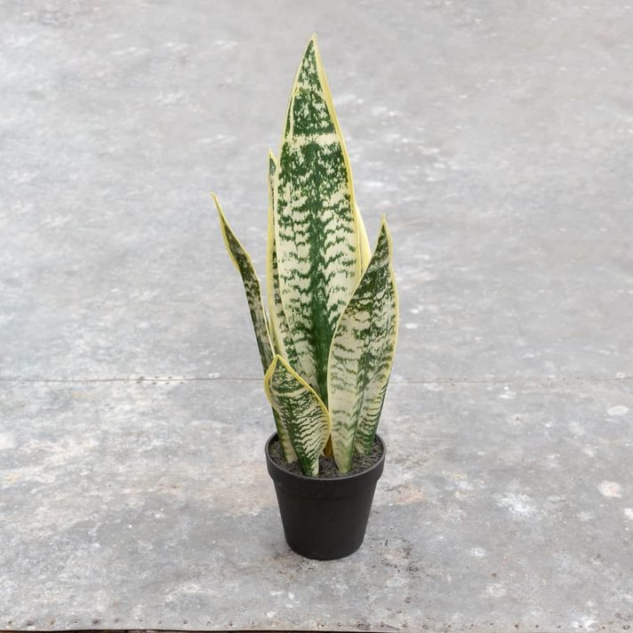 Faux Potted Snake Plant