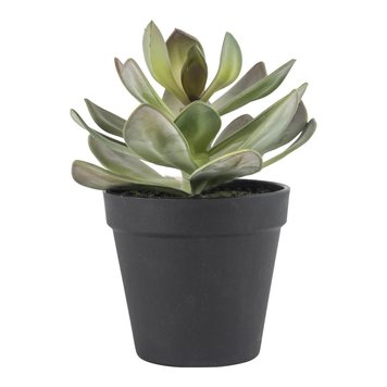 Grand Illusions Faux Potted Succulent
