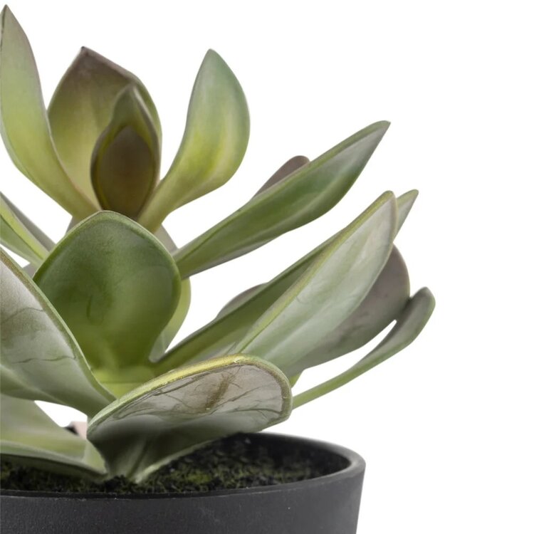 Grand Illusions Faux Potted Succulent