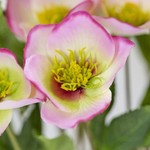 Faux Flower Stems