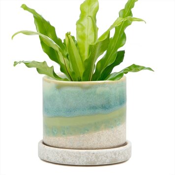 Chive Large Dipped Pot & Saucer