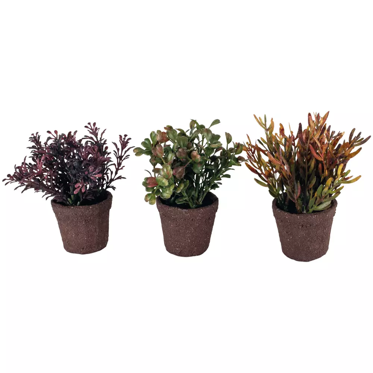 Grand Illusions Mini Potted Succulent