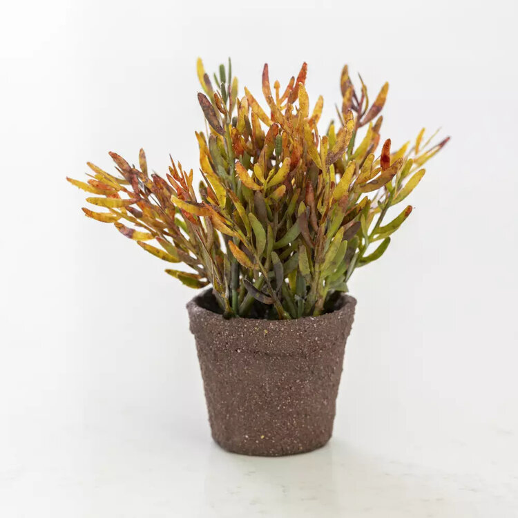 Grand Illusions Mini Potted Succulent