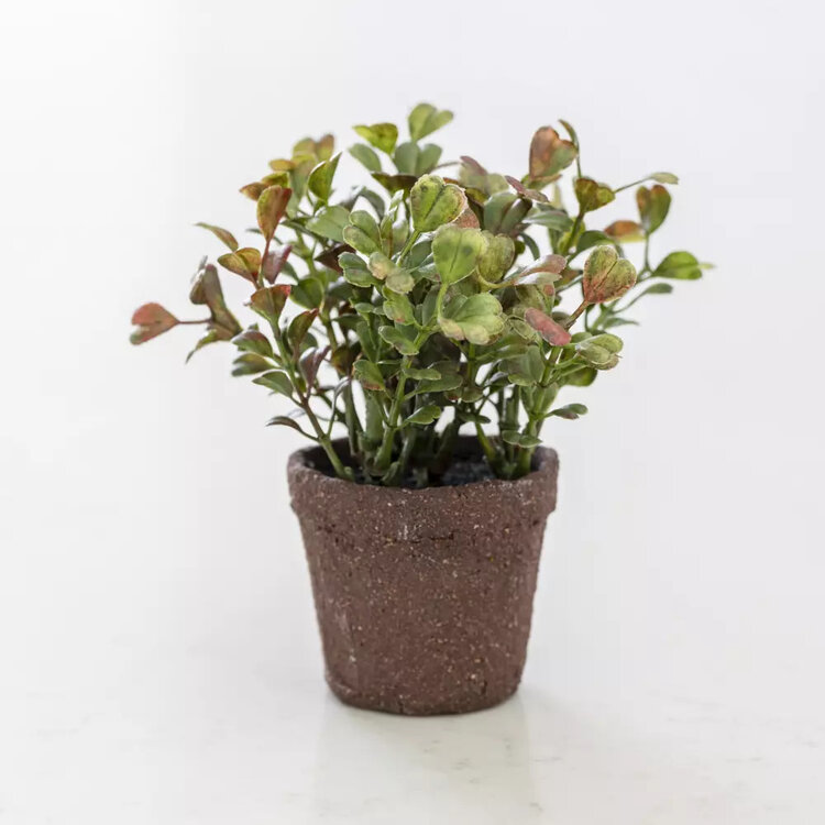 Grand Illusions Mini Potted Succulent