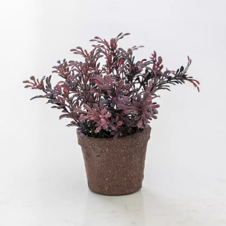Grand Illusions Mini Potted Succulent