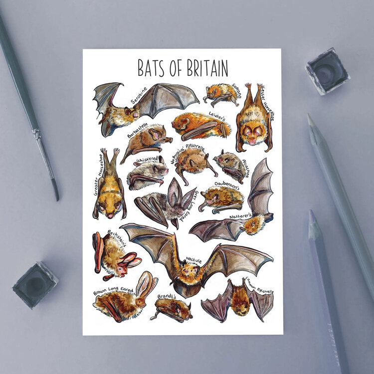 Alexia Claire Wildlife Of Britain Postcard - Various Designs