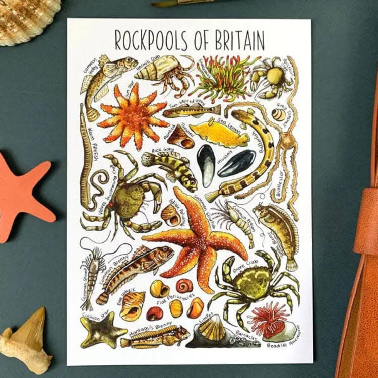 Alexia Claire Wildlife Of Britain Postcard - Various Designs