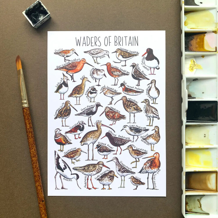 Alexia Claire Wildlife Of Britain Postcard - Various Designs