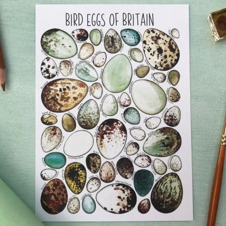 Alexia Claire Wildlife Of Britain Postcard - Various Designs