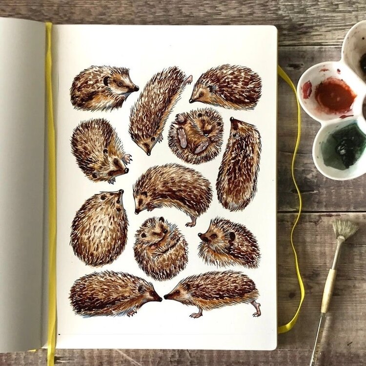 Alexia Claire 'Array of Hedgehogs' Wildlife Postcard