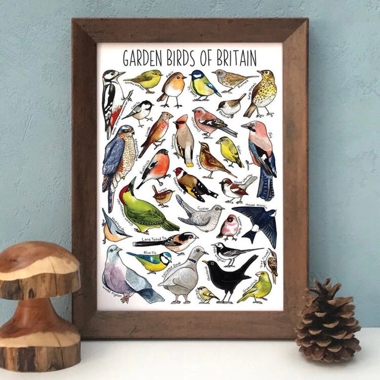 Alexia Claire 'Garden Birds of Britain' Wildlife Postcard