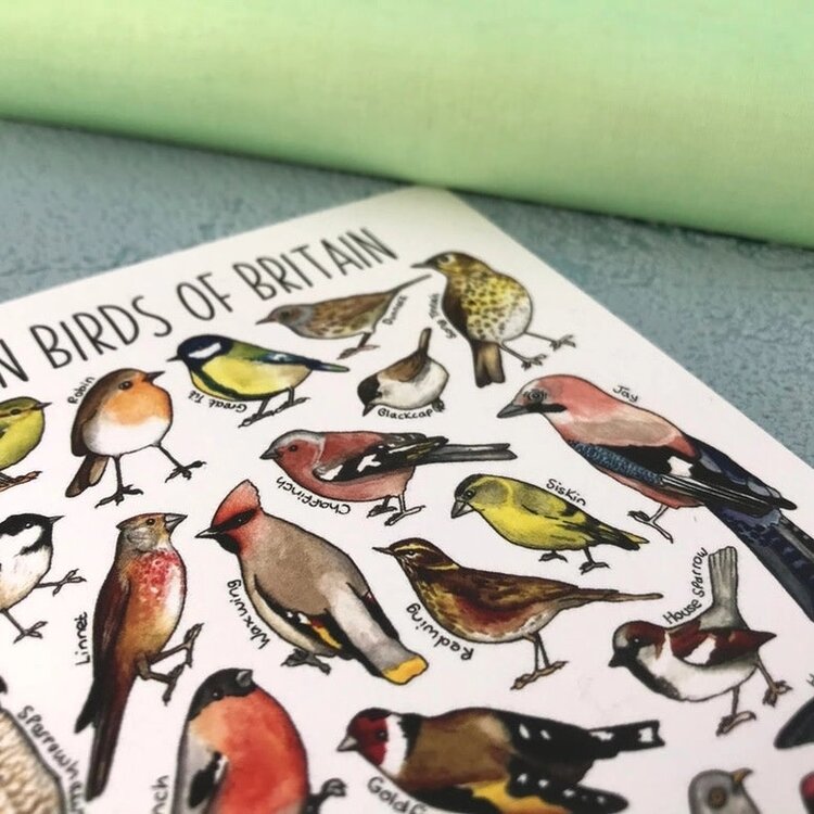 Alexia Claire 'Garden Birds of Britain' Wildlife Postcard