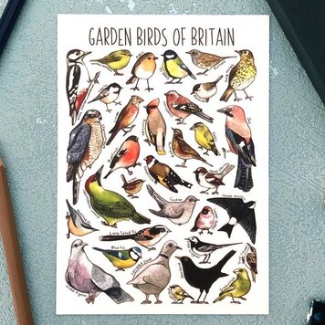 Alexia Claire 'Garden Birds of Britain' Wildlife Postcard